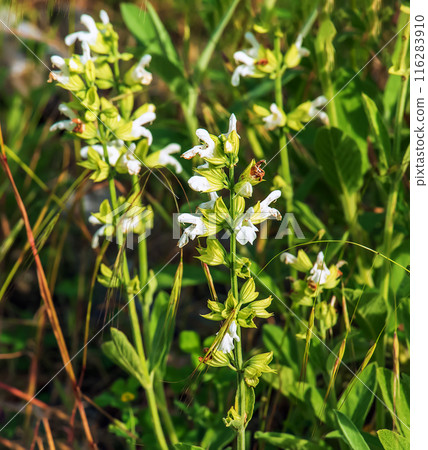 Flower of Stachys annua in May. Wild growing on Mount Kalvarija Nitra Flower of Stachys annua in May. Wild growing on Mount Kalvarija Nitra 116283910