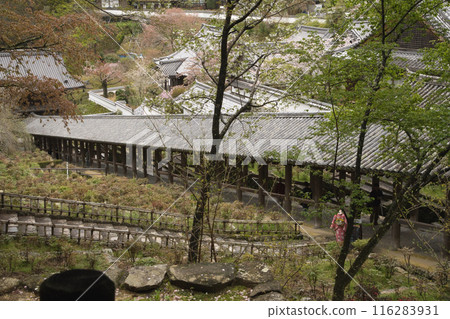 I went to Hasedera Temple in Nara to see the cherry blossoms and the climbing corridor. I went to Hasedera Temple in Nara to see the cherry blossoms and the climbing corridor. 116283931