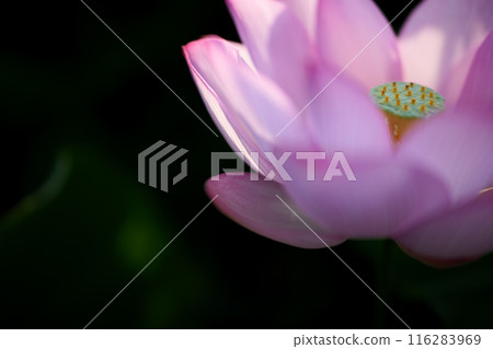 夏季古荷古河綜合公園(古河久保公園) 夏季古荷古河綜合公園(古河久保公園) 116283969