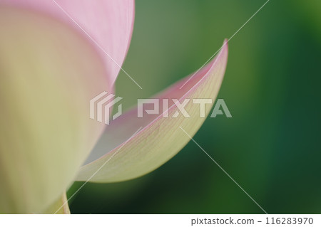 夏季古荷古河綜合公園(古河久保公園) 夏季古荷古河綜合公園(古河久保公園) 116283970