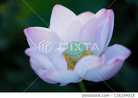 Ancient lotus in summer, Koga Comprehensive Park (Koga Kokuho Park) 116284018