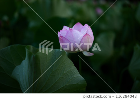 夏季古荷古河綜合公園(古河久保公園) 夏季古荷古河綜合公園(古河久保公園) 116284048