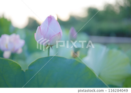 夏季古荷古河綜合公園（古河久保公園） 116284049