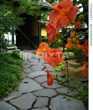 Flowers blooming on the roadside 116284123