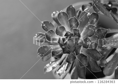 Flower Aeonium Schwarzkopf succulent. Leaves plant. 116284363