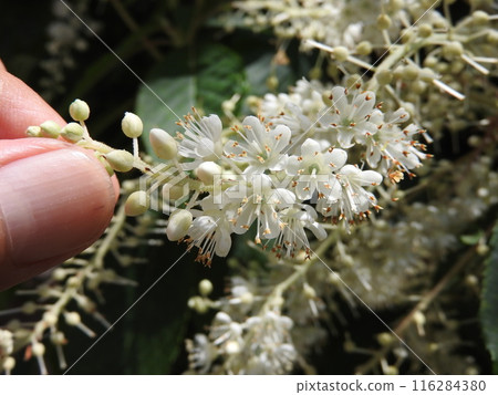 良部花從花束基部依序綻放。 良部花從花束基部依序綻放。 116284380