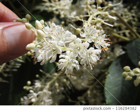 良部花從花束基部依序綻放。 116284382