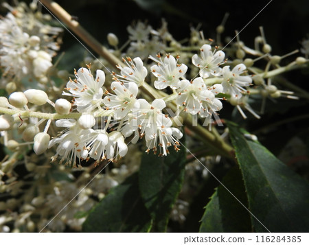 良部花從花束基部依序綻放。 116284385