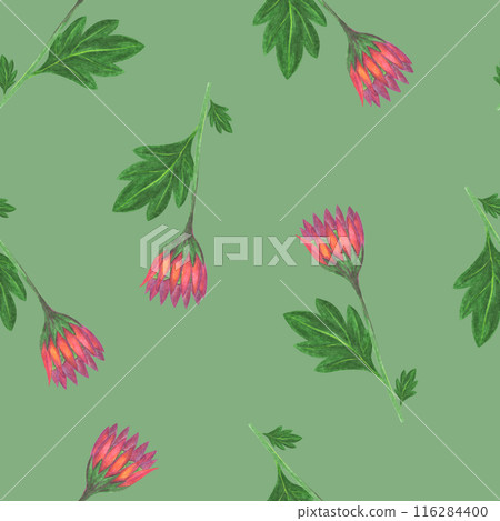 Chrysanthemum Flower Seamless Pattern. Floral Digital Paper. Chrysanthemum Flower Seamless Pattern. Floral Digital Paper. 116284400