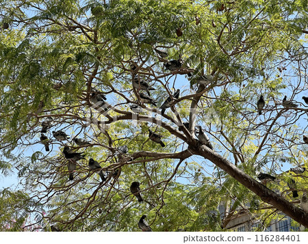 A flock of pigeons sits on a tree (lat. Columba) A flock of pigeons sits on a tree (lat. Columba) 116284401