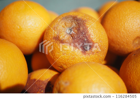 Rotten orange. Moldy orange on table Rotten orange. Moldy orange on table 116284505