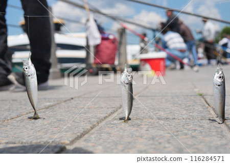 Two small fish suspended from a fishing rod on a sidewalk beside a road 116284571