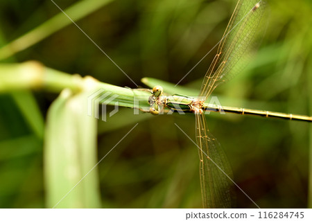 Detailed closeup on an Emerald Spreadwing, Lestes dryas, damselflfy, against a green background Detailed closeup on an Emerald Spreadwing, Lestes dryas, damselflfy, against a green background 116284745
