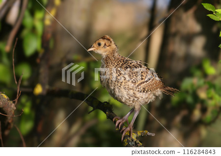 Chicks of the common pheasant (Phasianus colchicus) 116284843