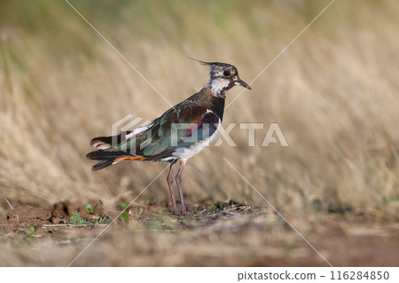Juvenile northern lapwing (Vanellus vanellus) Juvenile northern lapwing (Vanellus vanellus) 116284850