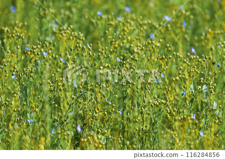 Linum narbonense 116284856