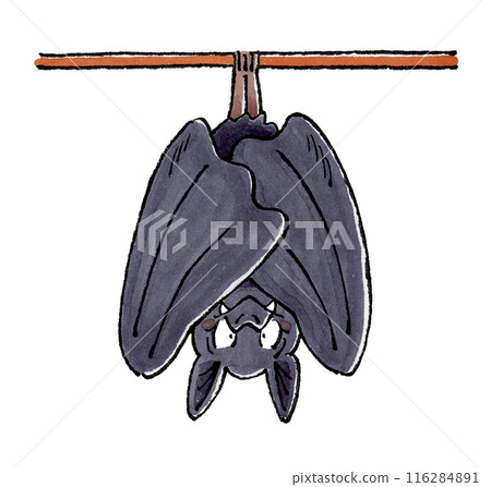 Hanging Bat Hanging Bat 116284891