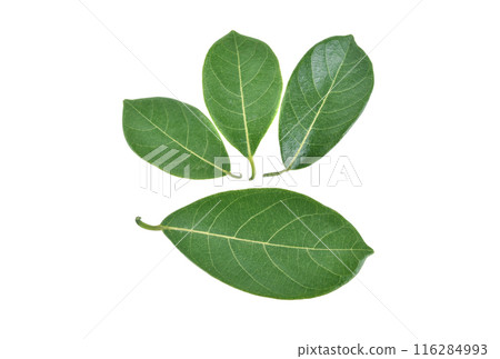 Leaves of jackfruit isolated on a white background 116284993