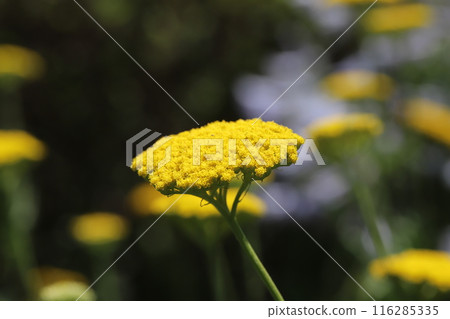 Small yellow flowers of the yellow hyacinth blooming in a garden in early summer Small yellow flowers of the yellow hyacinth blooming in a garden in early summer 116285335