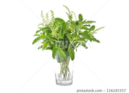 Holy Basil,Ocimum sanctum isolate on white background 116285357