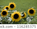 sunflower	 116285375