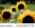 sunflower	 116285376