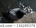  pigeon 116285378