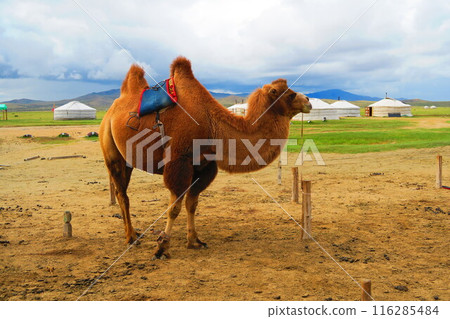 Elsentasarkhai sand dunes, Mini Gobi, Mongolia 116285484
