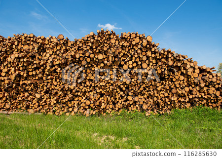 .Tree logs stacked high in a forest with blue sky background. Landscape with chopped and sawed firewood and timber material collected for the lumber industry. 116285630