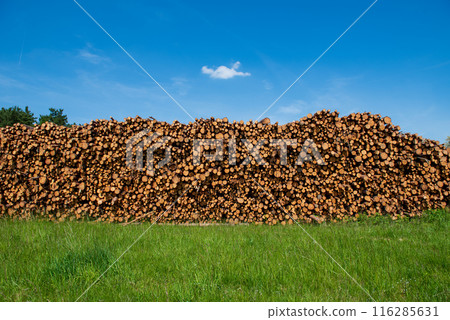 .Tree logs stacked high in a forest with blue sky background. Landscape with chopped and sawed firewood and timber material collected for the lumber industry. .Tree logs stacked high in a forest with blue sky background. Landscape with chopped and sawed firewood and timber material collected for the lumber industry. 116285631