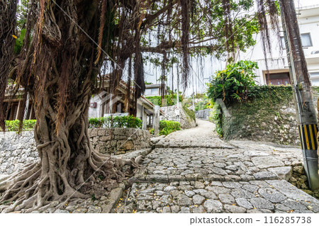 Gajumaru (banyan tree) on the stone-paved road in Kinjo-cho, Shuri 116285738