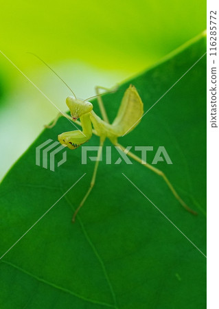幼小的螳螂在玩荷葉 116285772