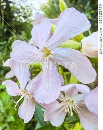 Soapwort Saponaria officinalis is a herbaceous plant of the Clove family. 116285779
