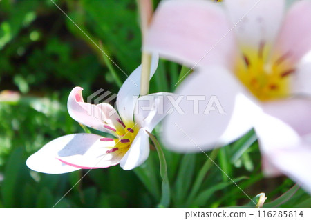 Spring union Spring union 116285814