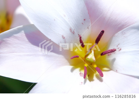 Spring union 116285816