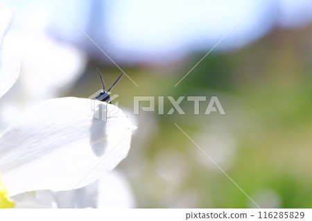 Spring union 116285829