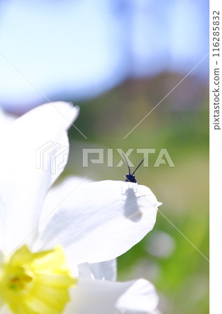 Spring union Spring union 116285832