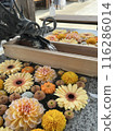 Shimizu 116286014