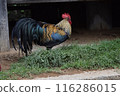 Chicken 116286015