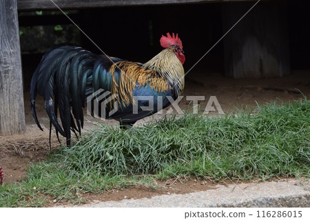 Chicken 116286015