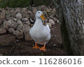 duck	 116286016