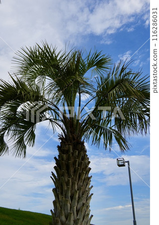 熱帶風情的樹木，大片的棕櫚樹在藍天的背景下熠熠生輝 116286031