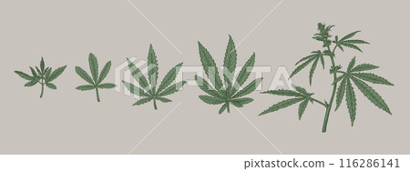 Cannabis Hemp sketch 2 116286141