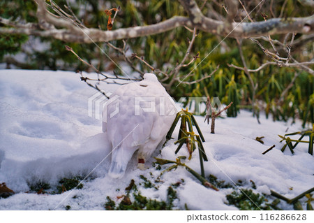 A ptarmigan in its winter plumage near the summit of Mt. Kaikoma 116286628