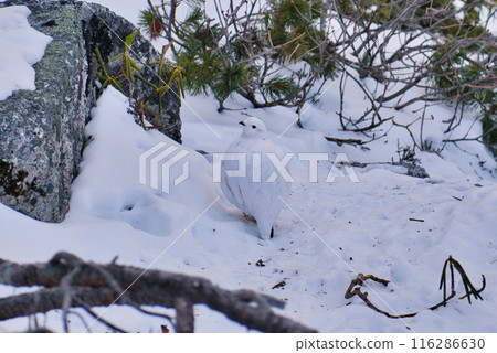 A ptarmigan in its winter plumage near the summit of Mt. Kaikoma 116286630
