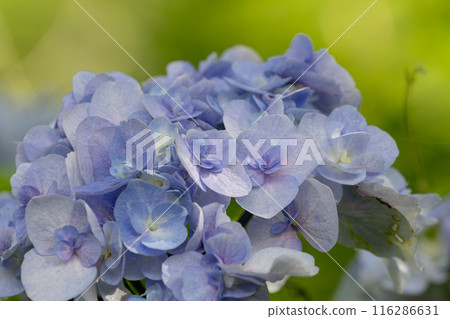 Light blue hydrangeas longing for the rain Light blue hydrangeas longing for the rain 116286631