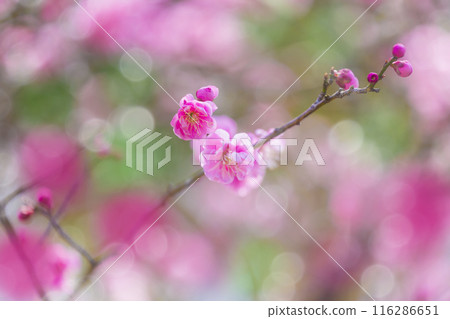 花紅色花 116286651