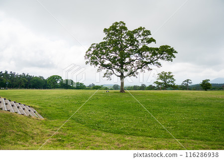 Tottori Prefecture, Hoki Town, Daisen Makiba Milk Village, North facing lawn area and one tree Tottori Prefecture, Hoki Town, Daisen Makiba Milk Village, North facing lawn area and one tree 116286938