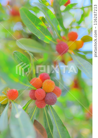 夏天的味道：新鮮楊梅果實的特寫 116287213