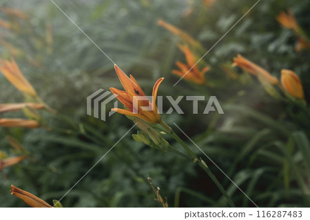 Orange day-lily plant in bloom in flowerbed in summer as a natural background, Hemerocallis fulva, selective focus. Orange day-lily plant in bloom in flowerbed in summer as a natural background, Hemerocallis fulva, selective focus. 116287483